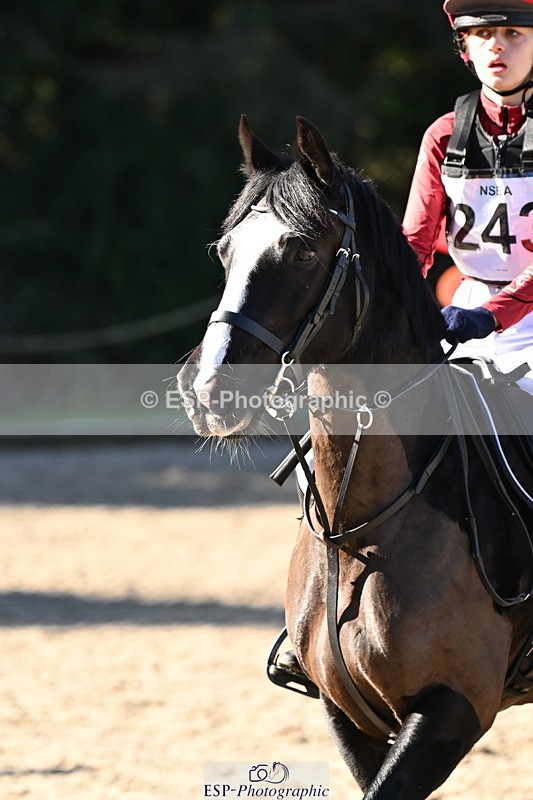 250302A-101529-01437 - Cls 01 70-75cm