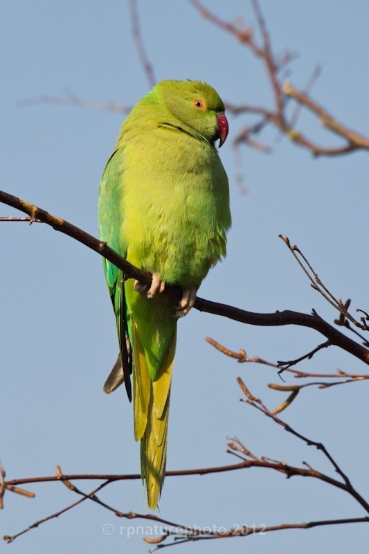 Ring-Necked Parakeet - Psittacula krameri RPNP0690 - Birds