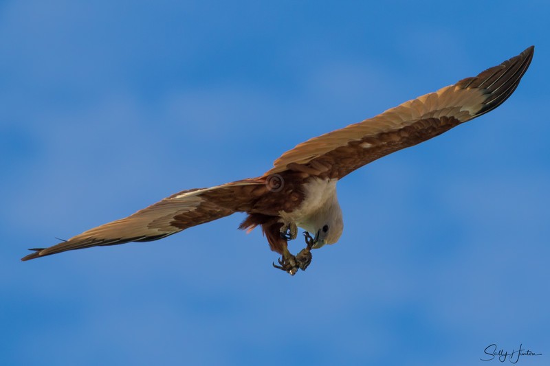 Brahminy Kite with Crab 8