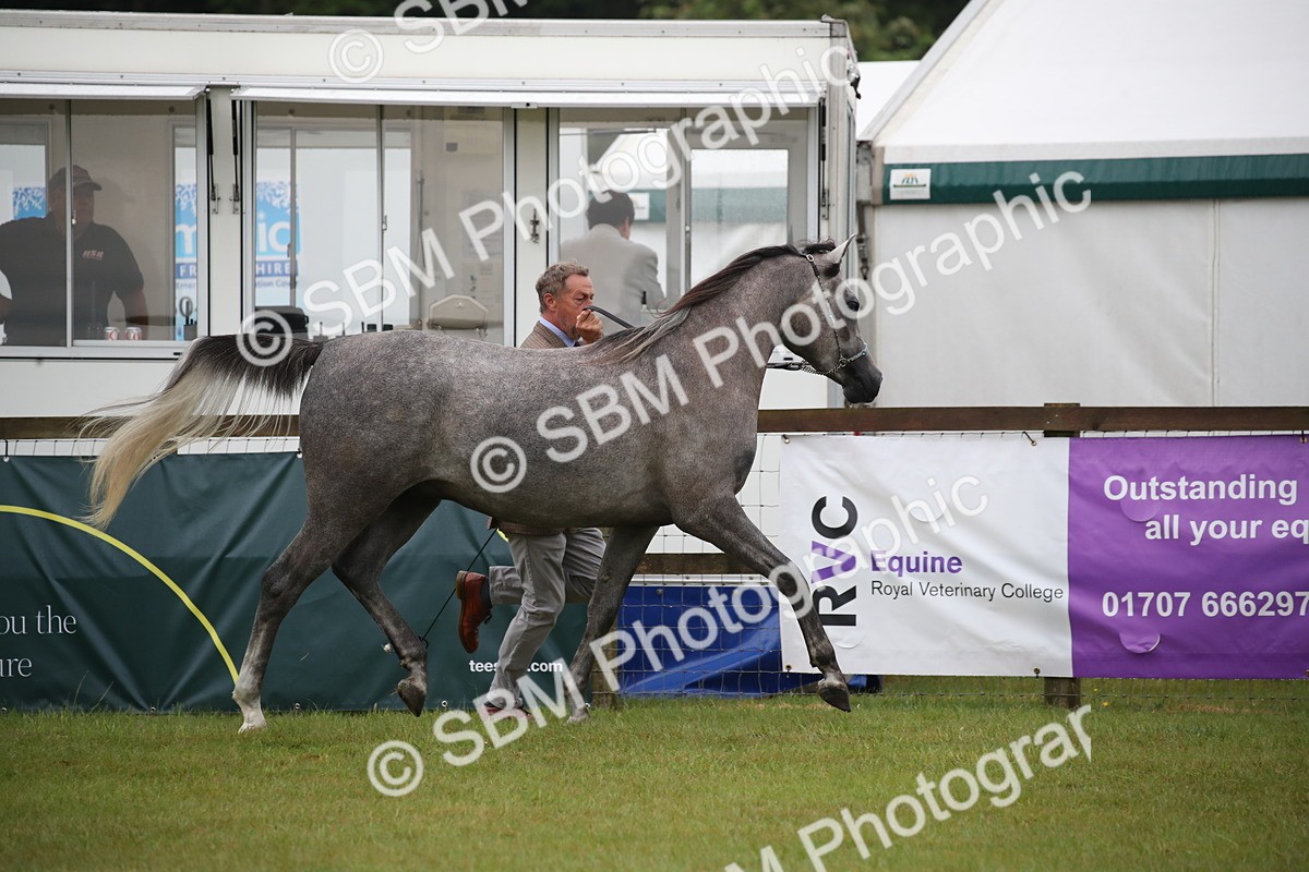 SBM_00016 - Class 17-20 - Arab & Part Bred - Anglo Arab In Hand