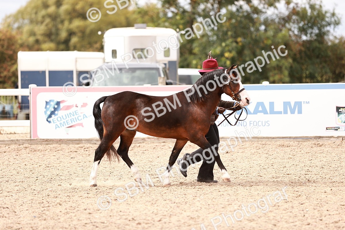 SBM_16310 - Class 413 - Best Condition - Adult