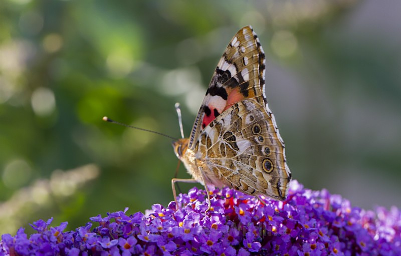 Painted Lady - BUTTERFLIES