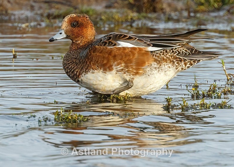 Astland Photography, Bird and Wildlife Images, Susan and Peter Wilson, U.K.