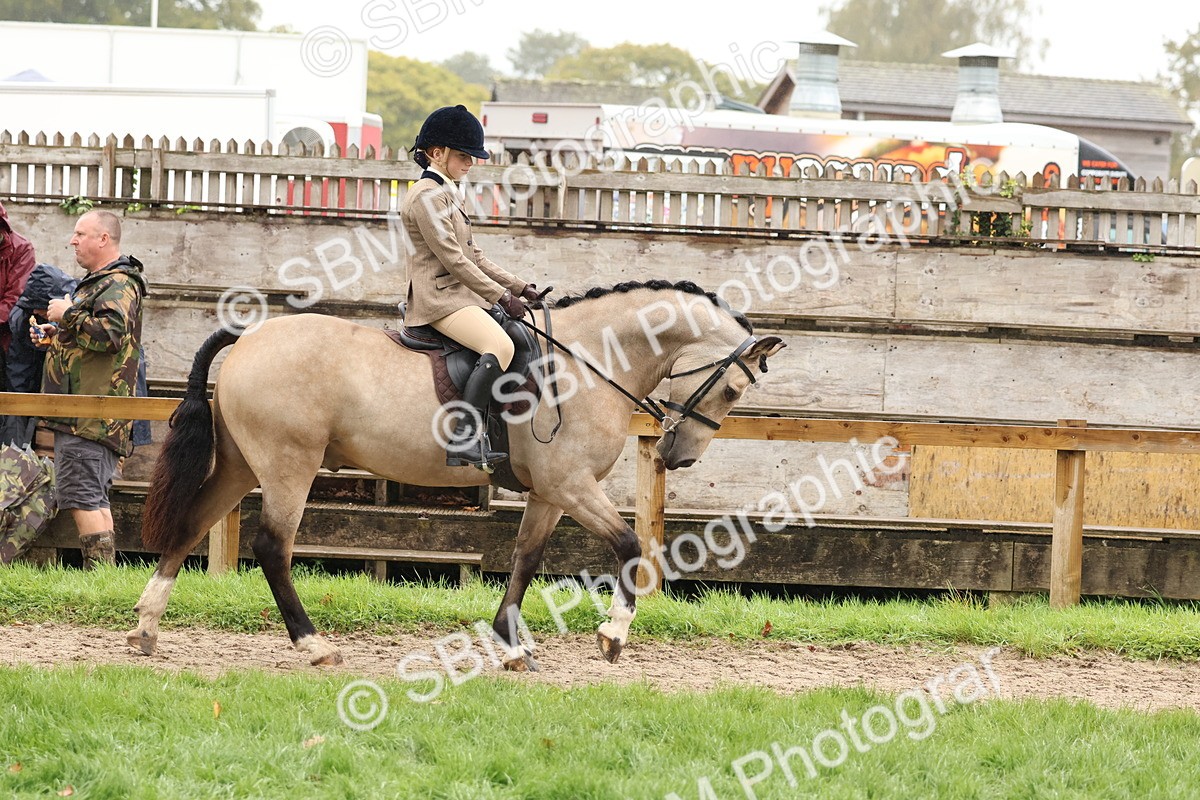 SBM_72963 - S63 Show Pony & Show Hunter Pony Ridden