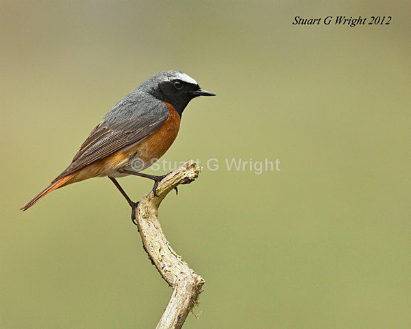 210 - Flycatchers, Redstarts & Stonechats