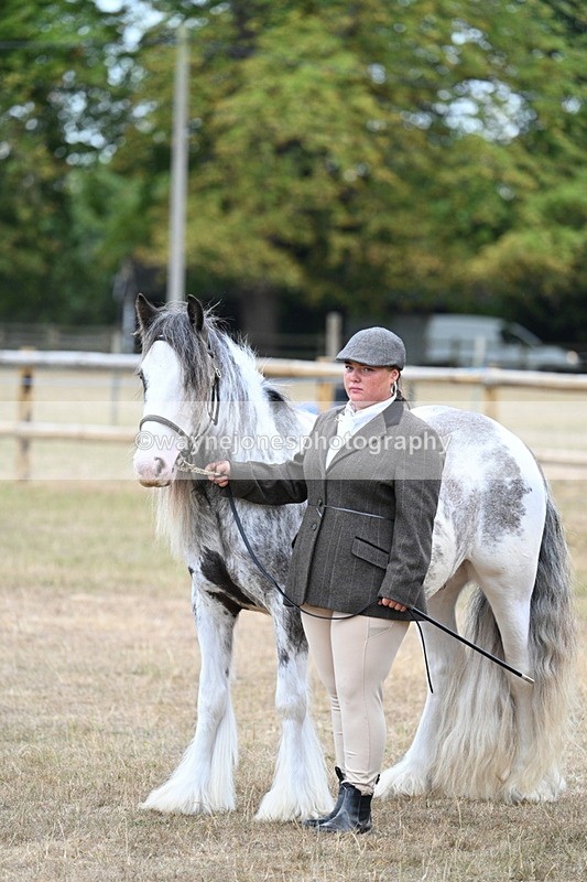 WJ7_9504 - Class 5 Most Handsome Gelding (up to 14.2hh)