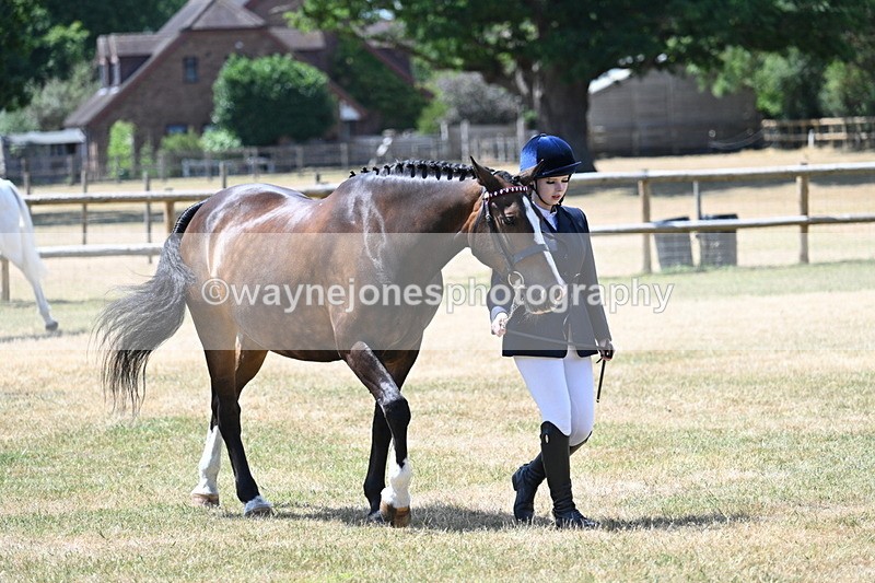WJ7_2431 - Class 5a Most Handsome Gelding in hand (above 14.2hh)