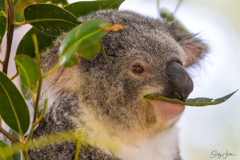 Koala Eating Gumleaf