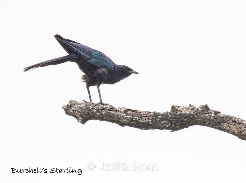  - South Africa Birds and Mammals