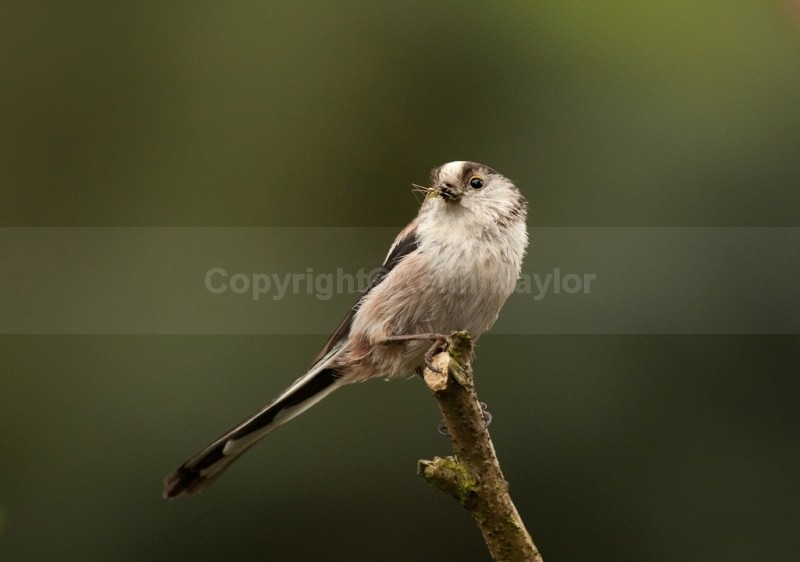 Long-tailed Tit - Latest Work