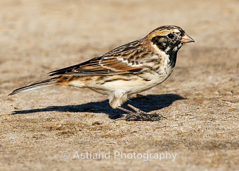 Astland Photography, Bird and Wildlife Images, Susan and Peter Wilson, U.K