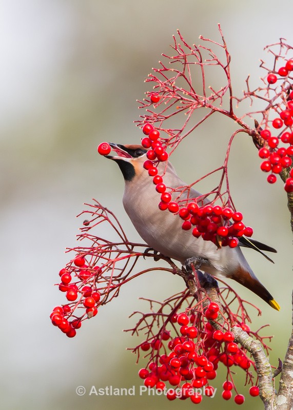 Astland Photography, Bird and Wildlife Images, Susan and Peter Wilson, U.K.