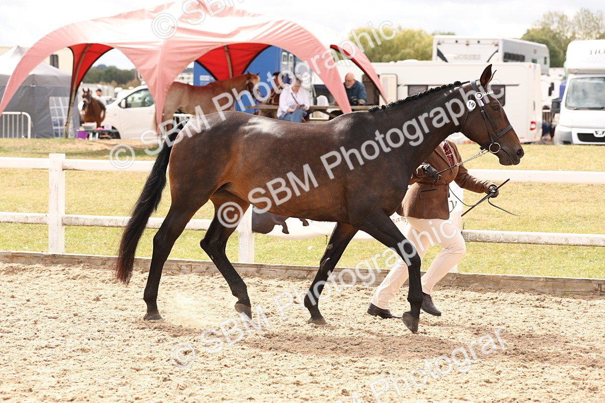 SBM_14670 - Class 208 - IH Veteran Horse