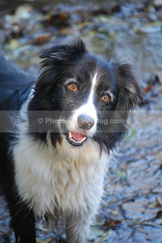  - Border Collies