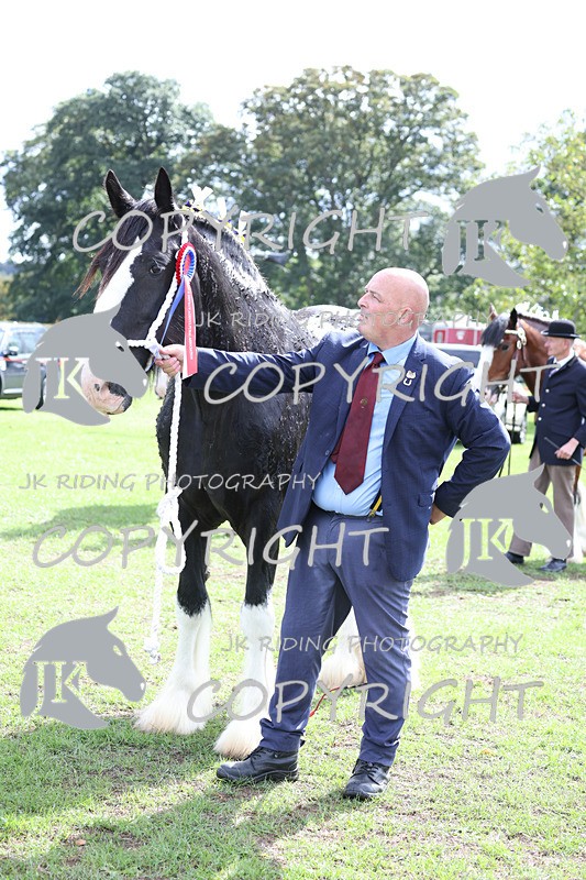 APP_3391 - Class 5 In Hand Championship