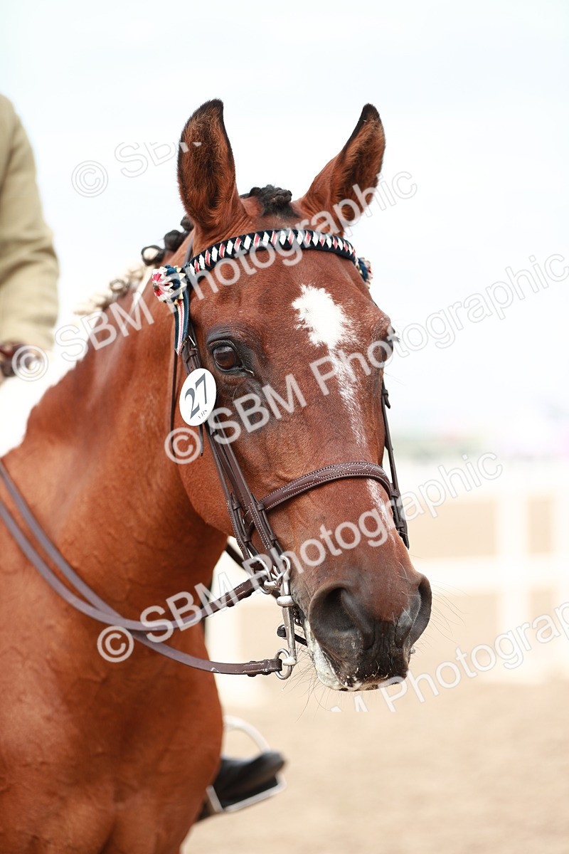 SBM_17594 - Class 215 Ridden Hack/ Riding Horse