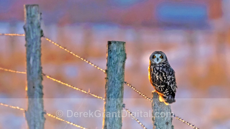 Short-eared Owl - Tantramar