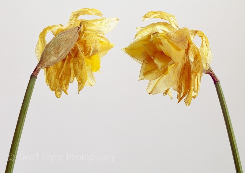 Daffodil 11 - Shropshire Daffodils