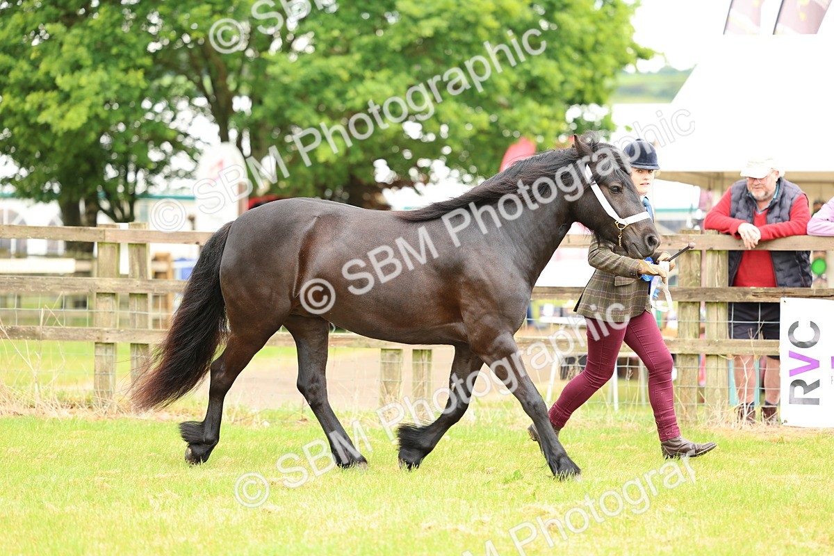 SBM_00455 - Class 58-67 - M&M Non Welsh Pony In hand