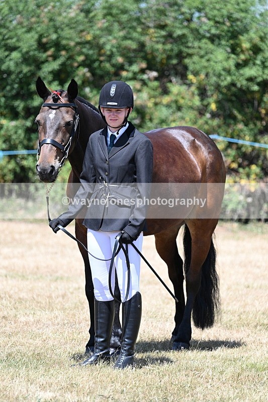 WJ7_2349 - Class 5a Most Handsome Gelding in hand (above 14.2hh)