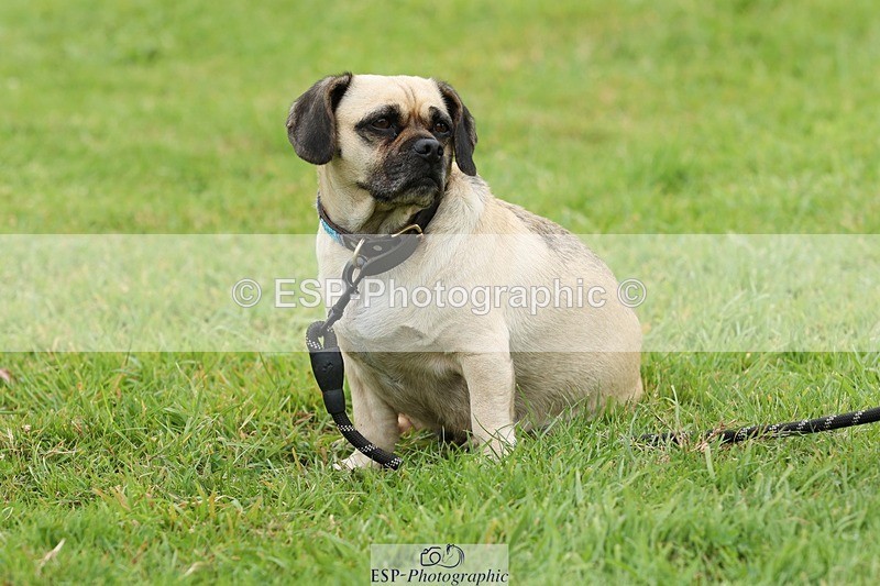 240810-134355-03494 - Dog Photos