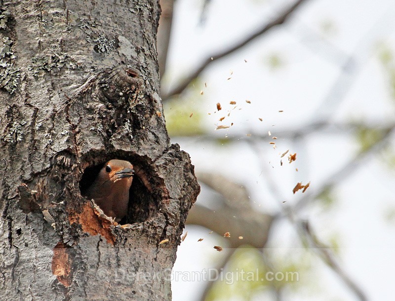 Spring Cleaning - Birds of Atlantic Canada