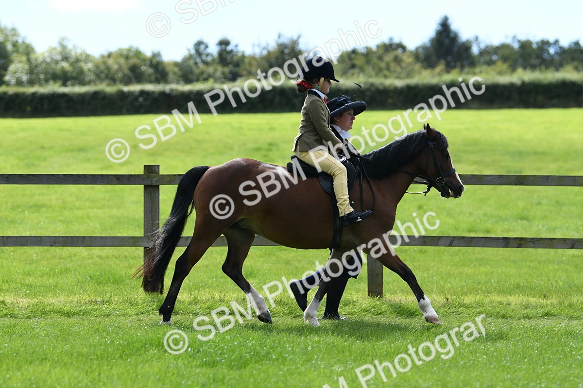 SBM_42526 - S20 - Lead Rein Mountain & Moorland Pony