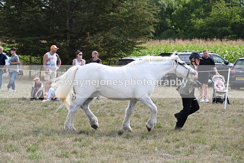 WJ6_6615 - Class 20 In-hand Cob