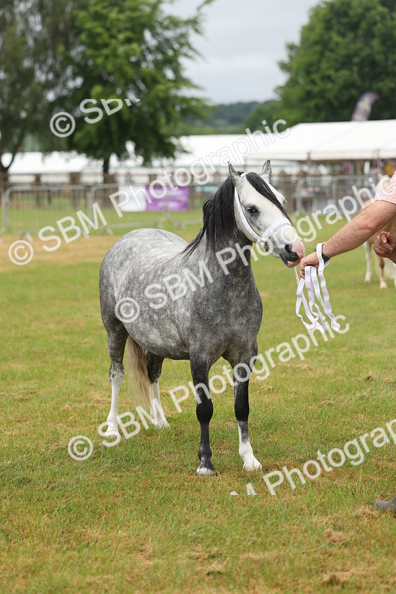 SBM_01382 - Class 50-57 - M&M Welsh Pony In Hand