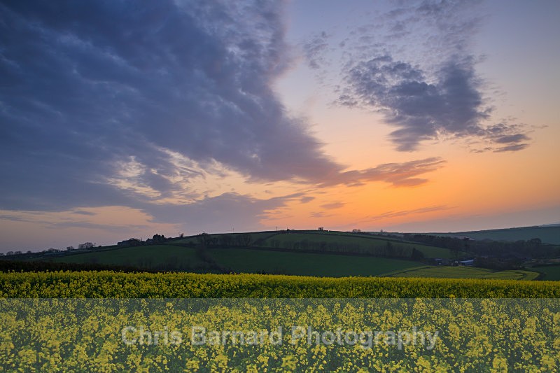  - Rapeseed Fields