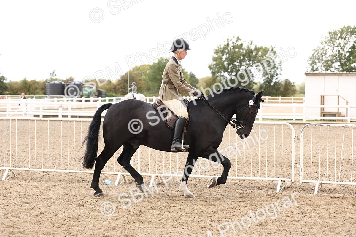 SBM_04186 - Class 54 - Riding Club Horse/Pony