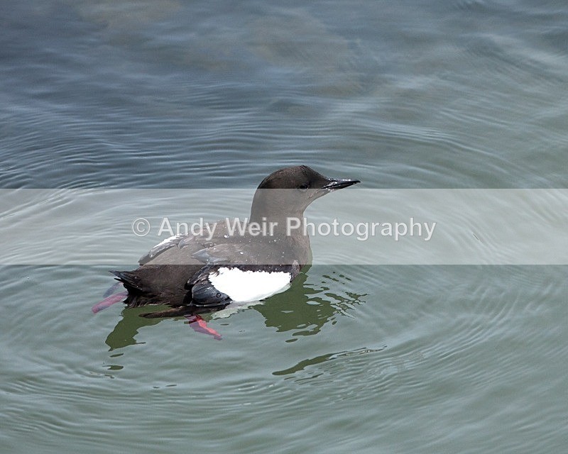 20110614-IMG_4648 - Guillemots