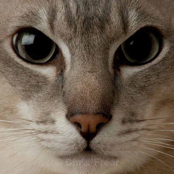Frear-Cat02 - For T&C