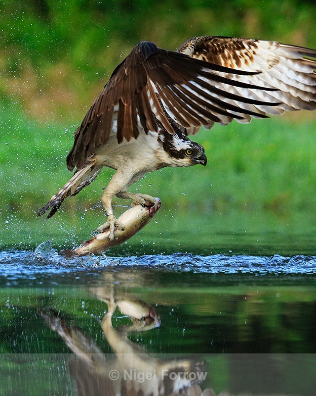 Scottish Osprey reflection with trout, Rothiemurchus - Osprey