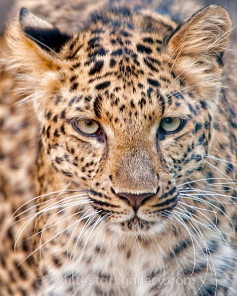 Leopard - Wildlife and Animals