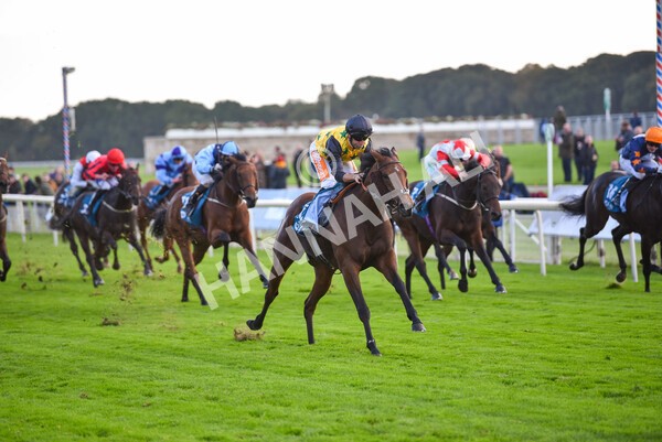 yr07102022r5-24 - Race 5 4.25pm Copper Knight Winningmost Horse Stakes