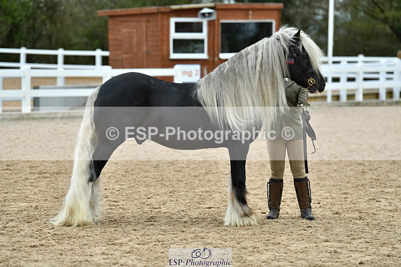 230416A-114635-04194 - Cls 47 In Hand Racehorse to Showhorse