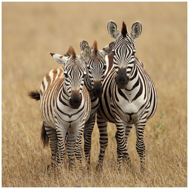Zebra Family Portrait - Kenyan Safari 2013