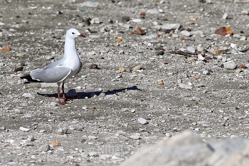 Hartlaub's Gull on stony ground, Betty's Bay, South Africa - Hartlaub's Gull