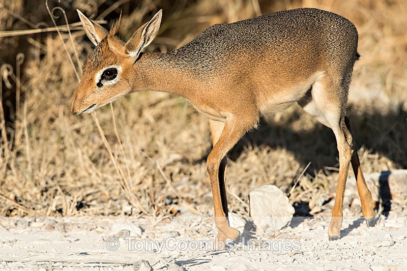 Dik Dik - Etosha National Park ~ Mammals
