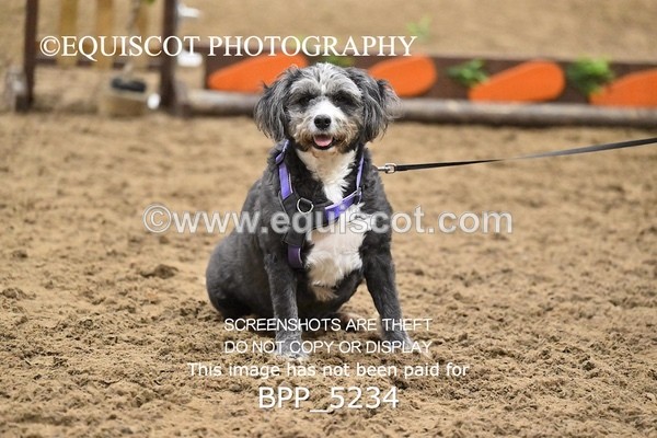 BPP_5234 - CLASS 5 HORSE AND HOUND