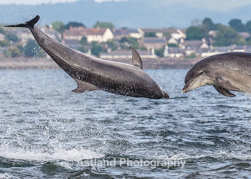 Astland Photography, Bird and Wildlife Images, Susan and Peter Wilson, U.K.