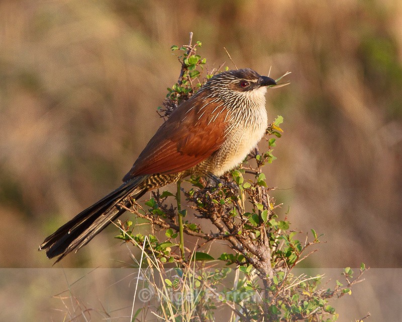White-browed Coucal perched on top of a bush - White-browed Coucal