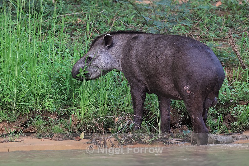 South American Tapir (male) feeding, Piquiri River, Brazil - Tapir