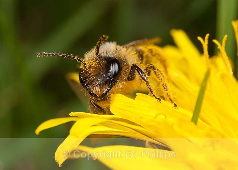 Andrena flavipes (m) - Andrena flavipes