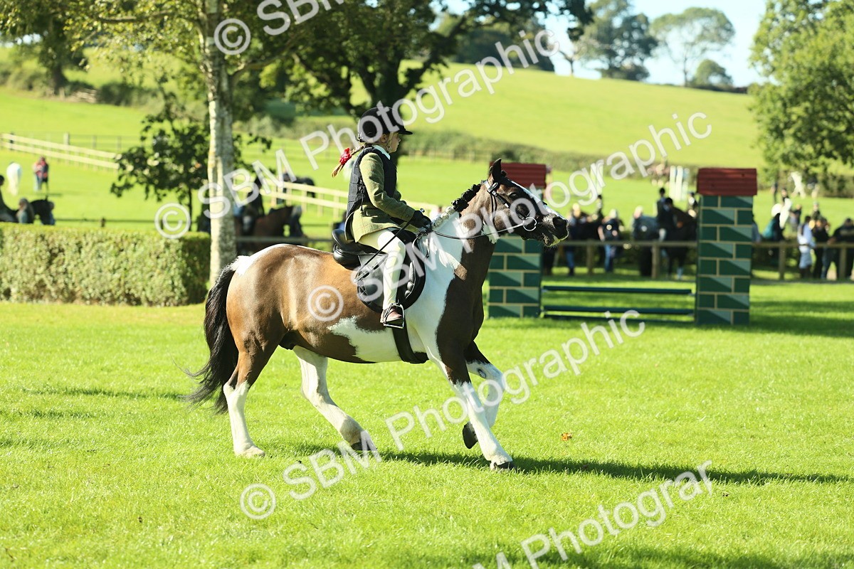 SBM_36523 - S29 - Novice & Newcomers Working Hunter Pony
