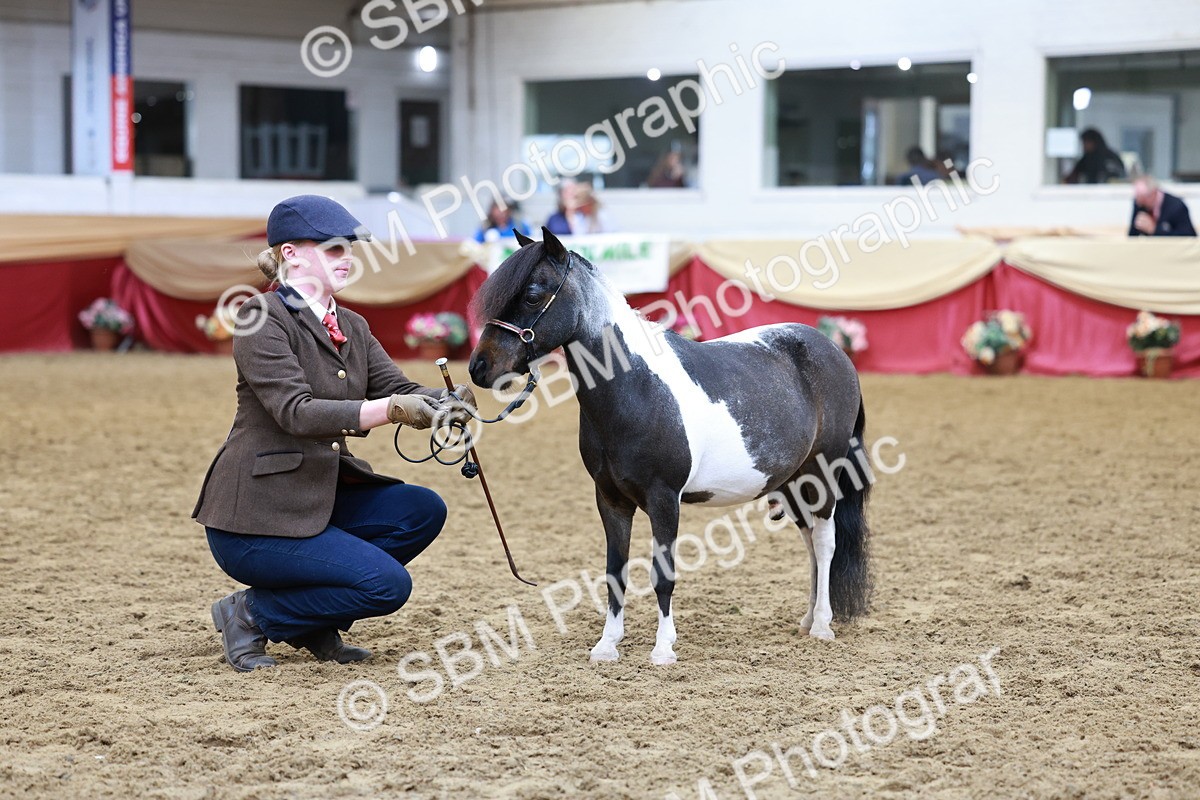 SBM_15737 - Class 110 - IH  Minature Horse