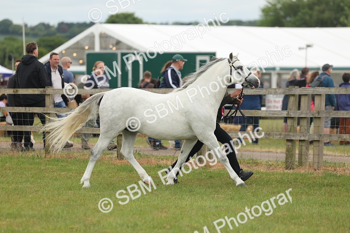 SBM_05003 - Class 50-57 - M&M Welsh Pony In Hand