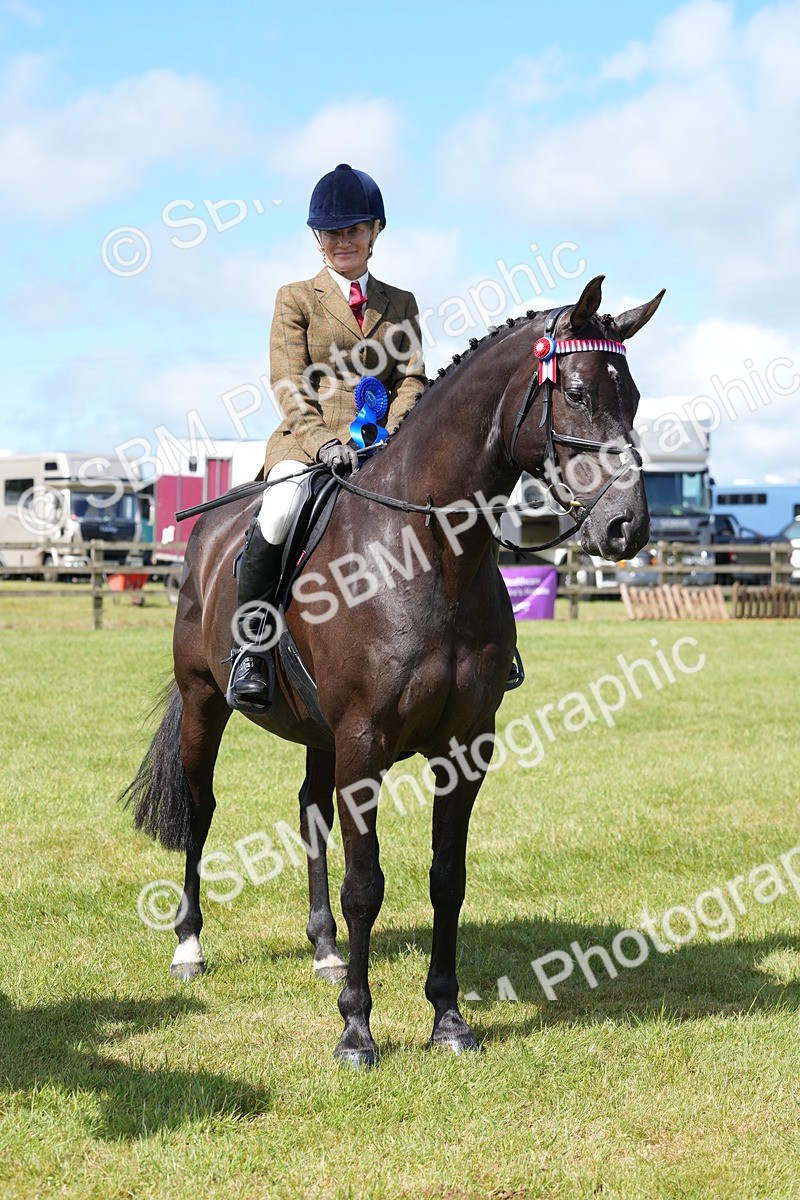 SBM_12975 - Class 99 - RIHS SEIB Working Show Horse