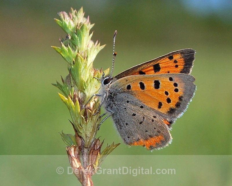 American Copper - Butterflies & Moths of Atlantic Canada